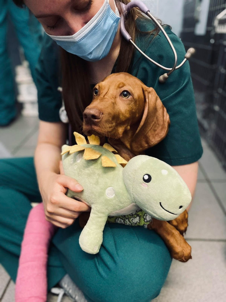 Inside Anderson Veterinary Surgery, Orpington